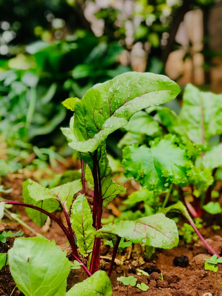 basil nyagumbo CHrwme fCxQ unsplash