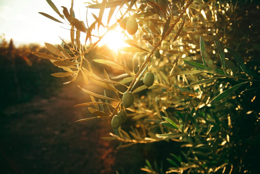 flor saurina xWijL2q3xAM unsplash