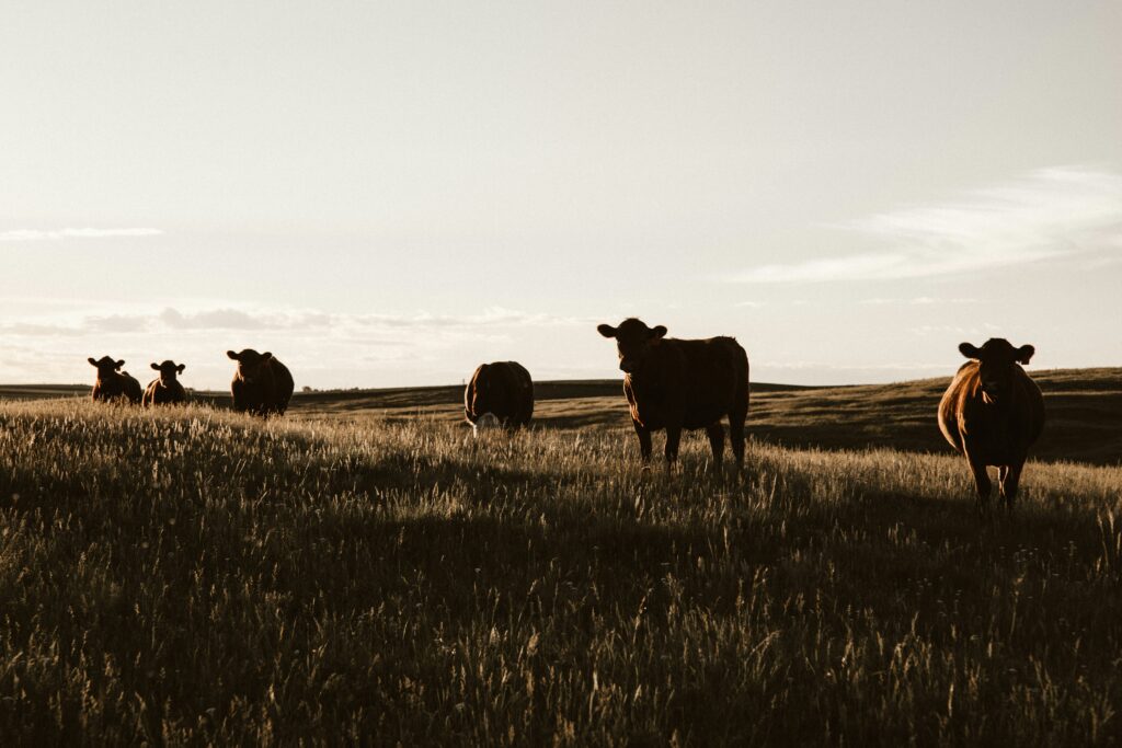 Νέα 4 priscilla du preez tGtWKDdicn4 unsplash